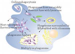 legionella in amoeba