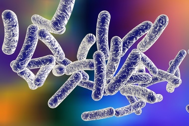 Legionella bacteria